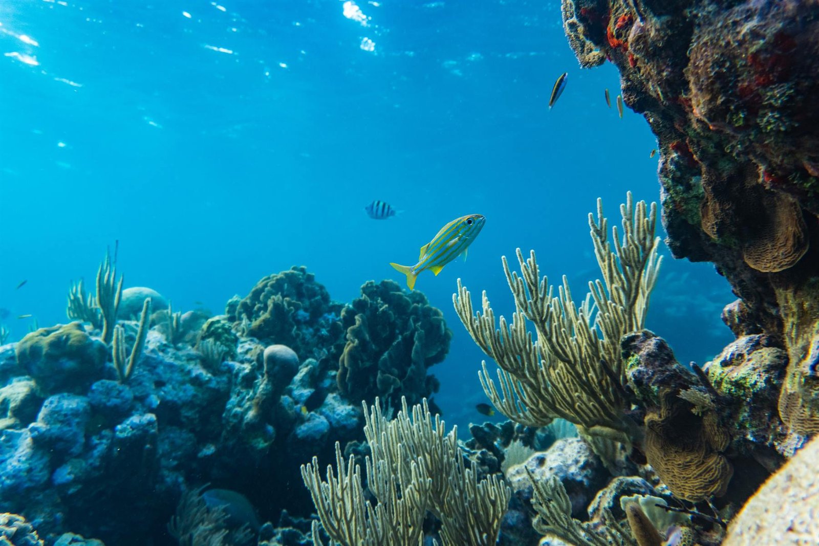 Arrecife de coral en el Caribe colombiano